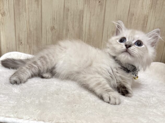 広島県のサイベリアン (アミーゴ東深津店/2025年9月9日生まれ/男の子/ブルーリンクスポイント)の子猫の3枚目の画像