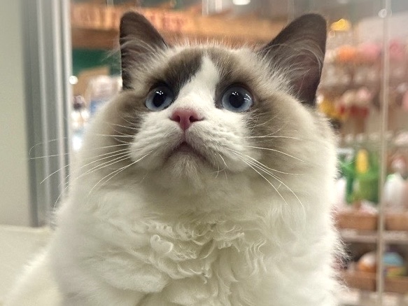 広島県のラグドール (アミーゴ東深津店/2025年5月25日生まれ/男の子/シールポイントバイカラー)の子猫の1枚目の画像