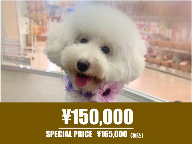 広島県のトイプードル(トイ) (アミーゴ東深津店/2025年2月20日生まれ/女の子/ホワイト)の子犬の1枚目の画像