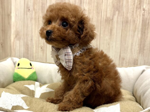広島県のトイプードル(トイ) (アミーゴ東深津店/2025年10月5日生まれ/女の子/レッド)の子犬の3枚目の画像