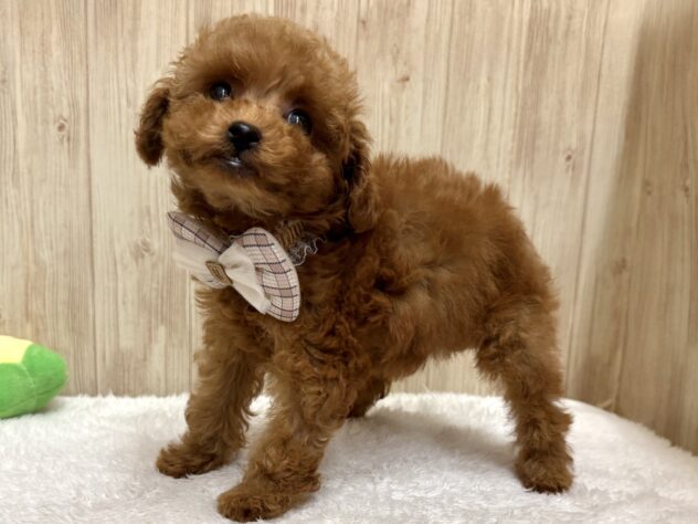 広島県のトイプードル(トイ) (アミーゴ東深津店/2025年10月5日生まれ/女の子/レッド)の子犬の4枚目の画像