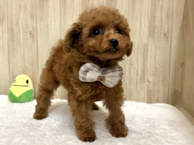 広島県のトイプードル(トイ) (アミーゴ東深津店/2025年10月5日生まれ/女の子/レッド)の子犬の2枚目の画像