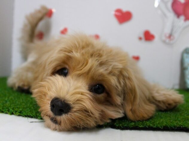 兵庫県のハーフ犬・ミックス犬 (ペット・プラザ アミーゴ尼崎昭和通店/2025年9月15日生まれ/男の子/クリーム)の子犬の4枚目の画像