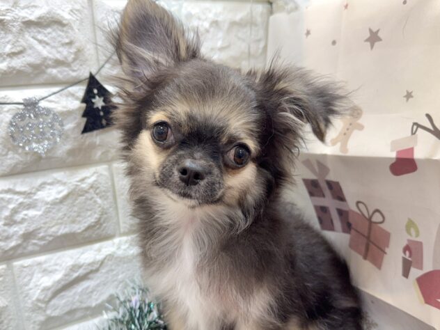 兵庫県のチワワ(ロング) (ワンキャラット アミーゴ姫路飾磨店/2025年8月17日生まれ/男の子/ブラックタンホワイト)の子犬の1枚目の画像