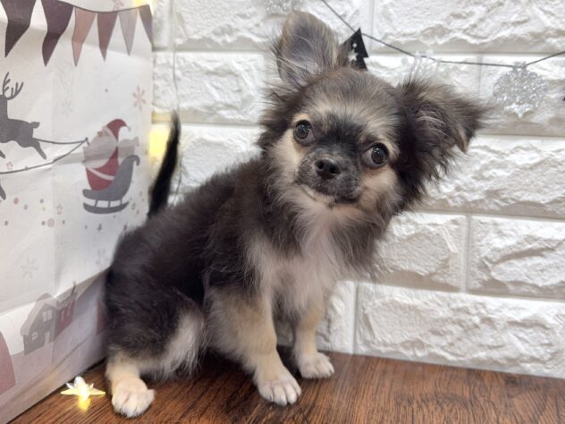 兵庫県のチワワ(ロング) (ワンキャラット アミーゴ姫路飾磨店/2025年8月17日生まれ/男の子/ブラックタンホワイト)の子犬の4枚目の画像