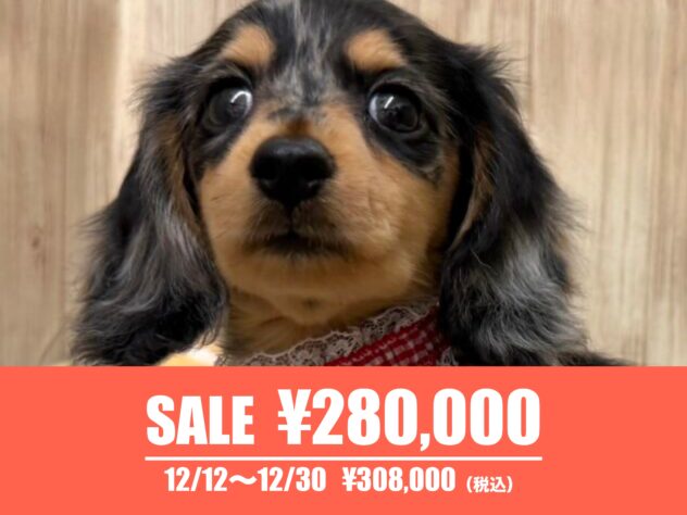 広島県のカニンヘンダックスフンド(ロング) (アミーゴ東深津店/2025年5月24日生まれ/女の子/シルバーダップル)の子犬の1枚目の画像