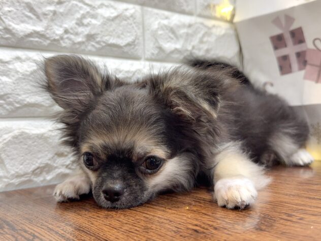 兵庫県のチワワ(ロング) (ワンキャラット アミーゴ姫路飾磨店/2025年8月17日生まれ/男の子/ブラックタンホワイト)の子犬の2枚目の画像