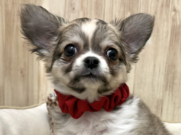 広島県のチワワ(ロング) (アミーゴ東深津店/2025年10月10日生まれ/女の子/フォーンホワイト)の子犬