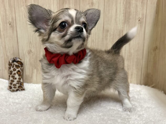 広島県のチワワ(ロング) (アミーゴ東深津店/2025年10月10日生まれ/女の子/フォーンホワイト)の子犬の2枚目の画像