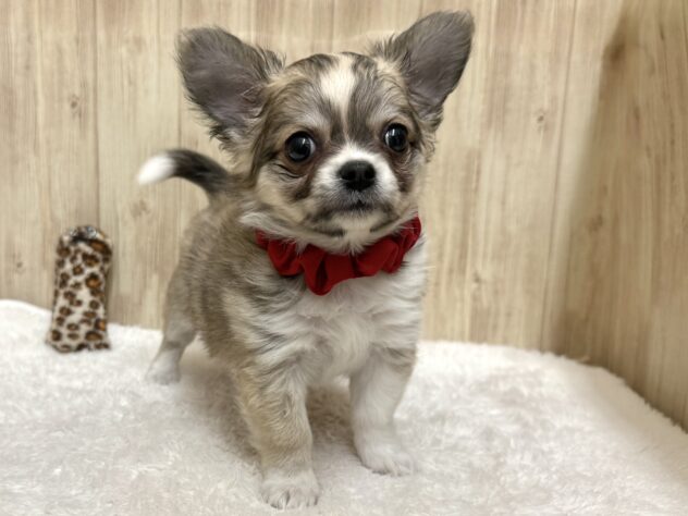 広島県のチワワ(ロング) (アミーゴ東深津店/2025年10月10日生まれ/女の子/フォーンホワイト)の子犬の4枚目の画像