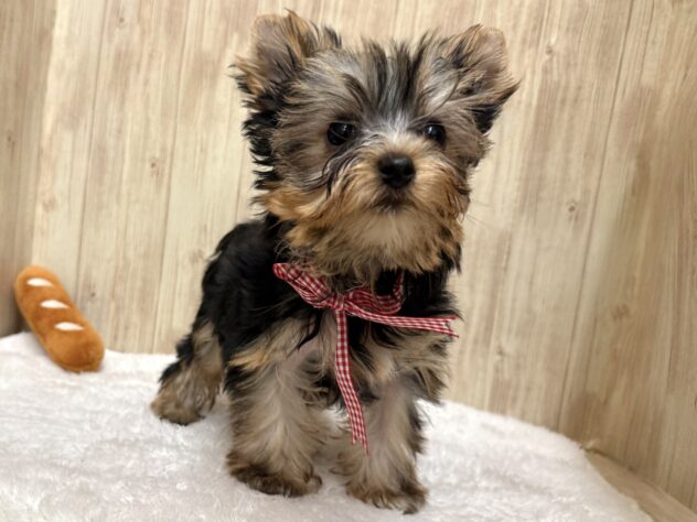 広島県のヨークシャーテリア (アミーゴ東深津店/2025年9月28日生まれ/女の子/スチールブルータン)の子犬の2枚目の画像