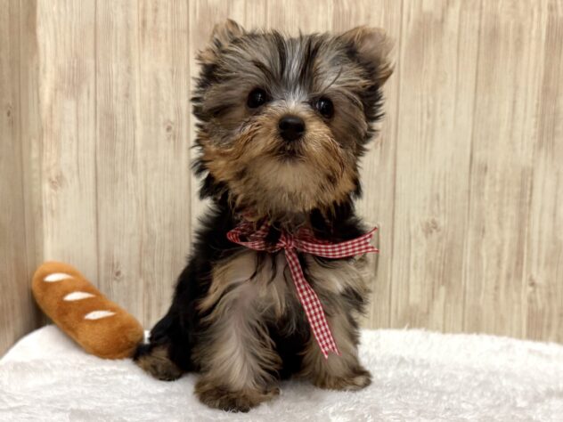 広島県のヨークシャーテリア (アミーゴ東深津店/2025年9月28日生まれ/女の子/スチールブルータン)の子犬の3枚目の画像