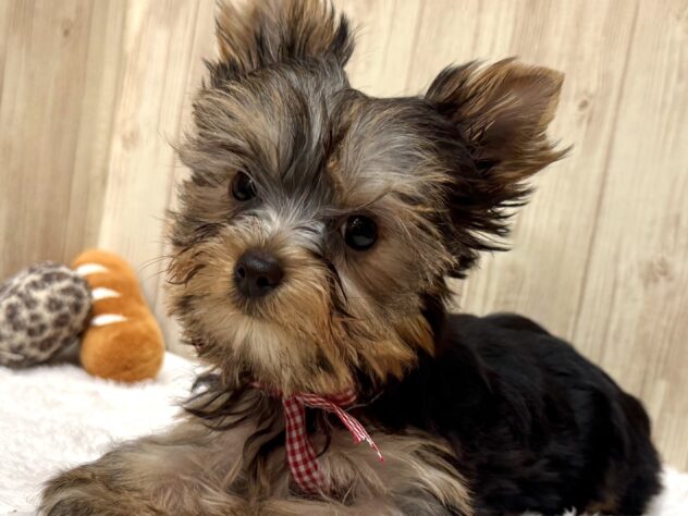 広島県のヨークシャーテリア (アミーゴ東深津店/2025年9月28日生まれ/女の子/スチールブルータン)の子犬