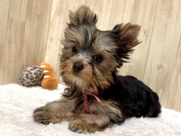 広島県のヨークシャーテリア (アミーゴ東深津店/2025年9月28日生まれ/女の子/スチールブルータン)の子犬の4枚目の画像