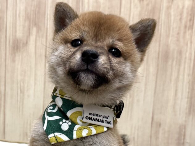 岡山県の豆柴 (アミーゴ中庄店/2025年10月19日生まれ/男の子/赤)の子犬の2枚目の画像