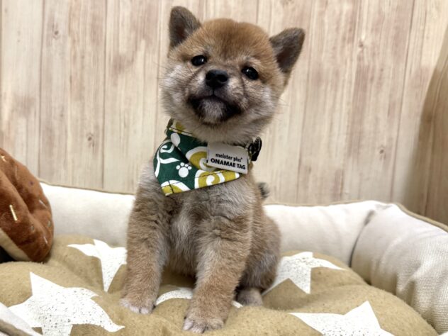 岡山県の豆柴 (アミーゴ中庄店/2025年10月19日生まれ/男の子/赤)の子犬の3枚目の画像