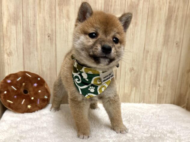 岡山県の豆柴 (アミーゴ中庄店/2025年10月19日生まれ/男の子/赤)の子犬の4枚目の画像