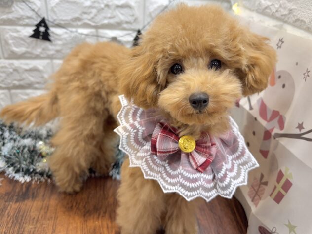 兵庫県のトイプードル(トイ) (ワンキャラット アミーゴ姫路飾磨店/2025年5月24日生まれ/女の子/オレンジフォーン)の子犬の4枚目の画像