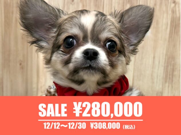 広島県のチワワ(ロング) (アミーゴ東深津店/2025年10月10日生まれ/女の子/フォーンホワイト)の子犬の1枚目の画像