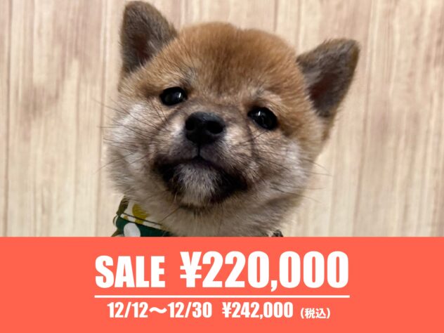 岡山県の豆柴 (アミーゴ中庄店/2025年10月19日生まれ/男の子/赤)の子犬の1枚目の画像