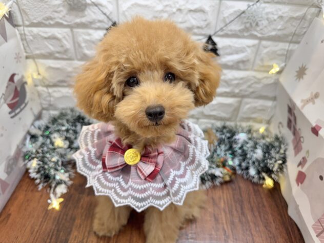 兵庫県のトイプードル(トイ) (ワンキャラット アミーゴ姫路飾磨店/2025年5月24日生まれ/女の子/オレンジフォーン)の子犬の2枚目の画像