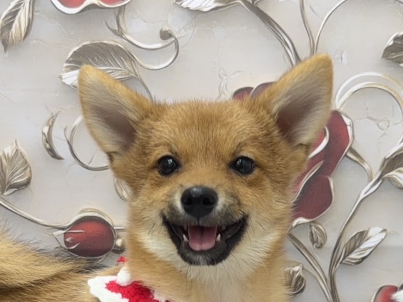 岡山県のハーフ犬・ミックス犬 (ワンキャラット アミーゴ高屋店/2025年7月25日生まれ/男の子/赤)の子犬の1枚目の画像