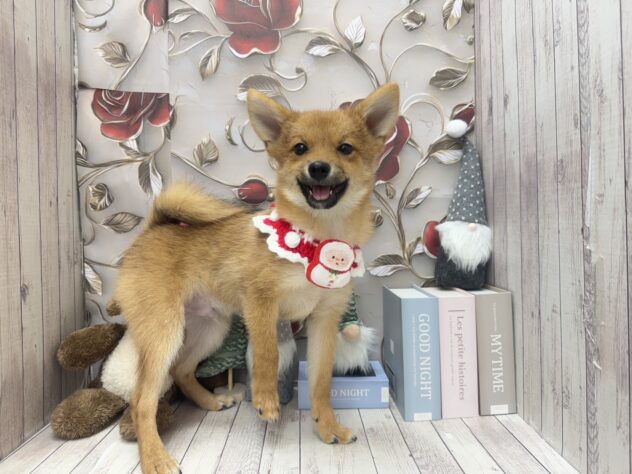 岡山県のハーフ犬・ミックス犬 (ワンキャラット アミーゴ高屋店/2025年7月25日生まれ/男の子/赤)の子犬の2枚目の画像