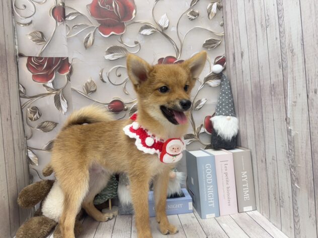 岡山県のハーフ犬・ミックス犬 (ワンキャラット アミーゴ高屋店/2025年7月25日生まれ/男の子/赤)の子犬の4枚目の画像