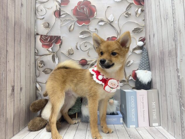 岡山県のハーフ犬・ミックス犬 (ワンキャラット アミーゴ高屋店/2025年7月25日生まれ/男の子/赤)の子犬の3枚目の画像