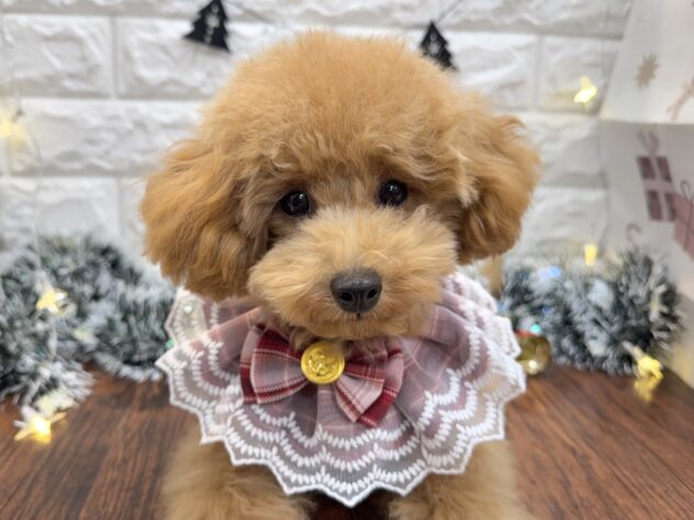 兵庫県のトイプードル(トイ) (ワンキャラット アミーゴ姫路飾磨店/2025年5月24日生まれ/女の子/オレンジフォーン)の子犬の1枚目の画像