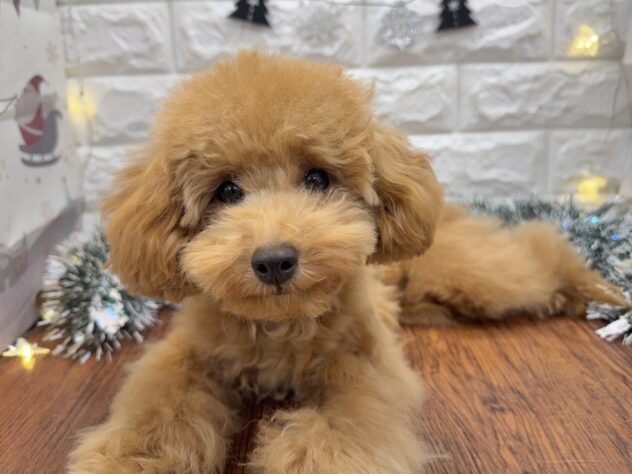 兵庫県のトイプードル(トイ) (ワンキャラット アミーゴ姫路飾磨店/2025年5月24日生まれ/女の子/オレンジフォーン)の子犬の3枚目の画像