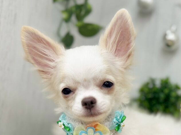 香川県のチワワ(ロング) (ワンキャラット アミーゴ高松店/2025年8月8日生まれ/男の子/ホワイトクリーム)の子犬の1枚目の画像