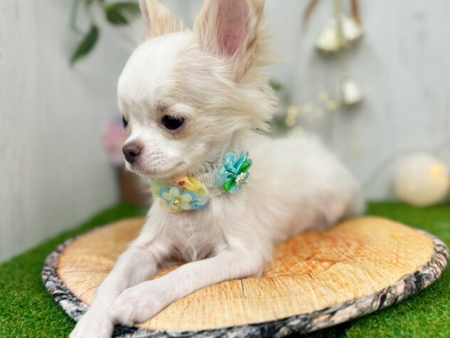 香川県のチワワ(ロング) (ワンキャラット アミーゴ高松店/2025年8月8日生まれ/男の子/ホワイトクリーム)の子犬の3枚目の画像