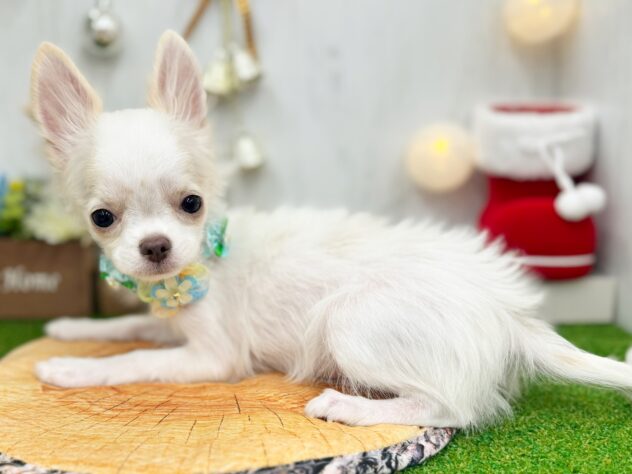 香川県のチワワ(ロング) (ワンキャラット アミーゴ高松店/2025年8月8日生まれ/男の子/ホワイトクリーム)の子犬の2枚目の画像