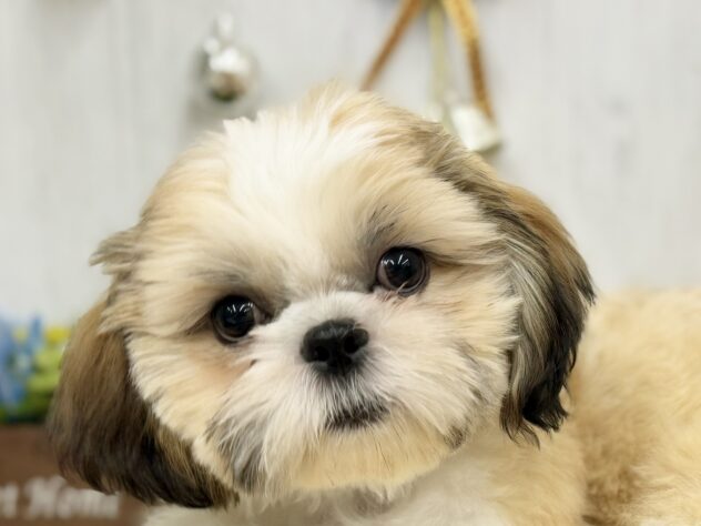 香川県のシーズー (ワンキャラット アミーゴ高松店/2025年7月29日生まれ/男の子/ゴールドホワイト)の子犬の1枚目の画像