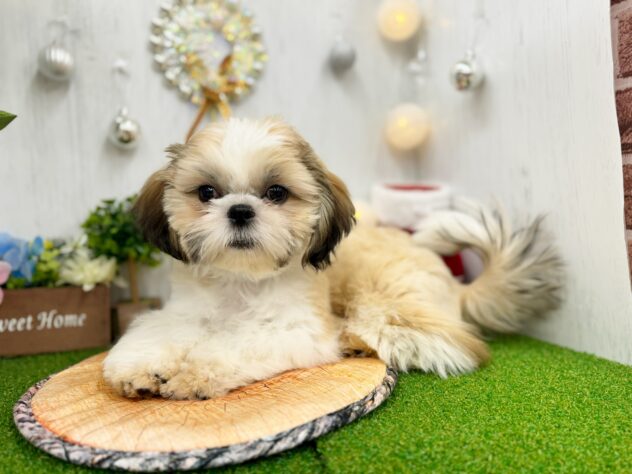 香川県のシーズー (ワンキャラット アミーゴ高松店/2025年7月29日生まれ/男の子/ゴールドホワイト)の子犬の2枚目の画像