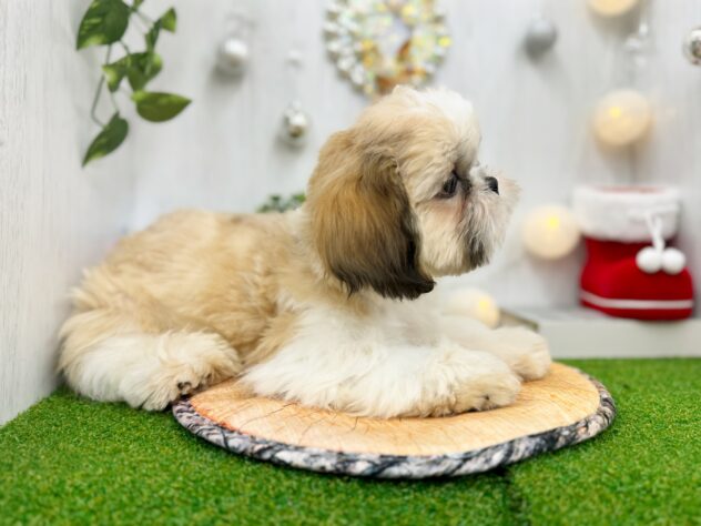 香川県のシーズー (ワンキャラット アミーゴ高松店/2025年7月29日生まれ/男の子/ゴールドホワイト)の子犬の3枚目の画像