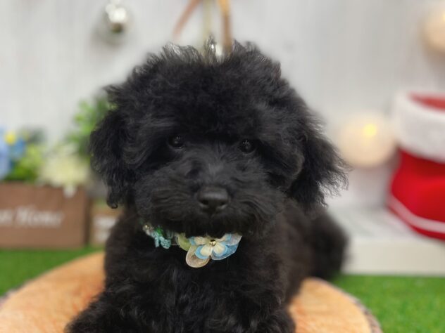 香川県のトイプードル(トイ) (ワンキャラット アミーゴ高松店/2025年7月28日生まれ/女の子/ブラック)の子犬の1枚目の画像