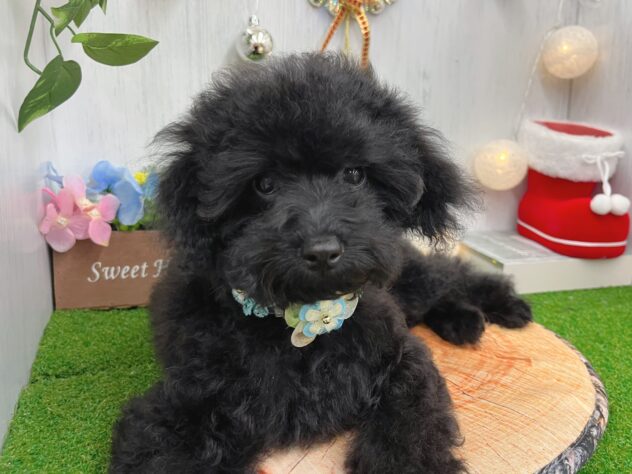 香川県のトイプードル(トイ) (ワンキャラット アミーゴ高松店/2025年7月28日生まれ/女の子/ブラック)の子犬の3枚目の画像