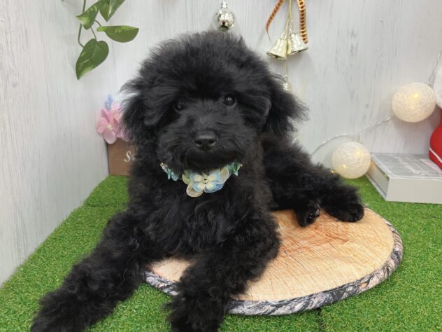 香川県のトイプードル(トイ) (ワンキャラット アミーゴ高松店/2025年7月28日生まれ/女の子/ブラック)の子犬の2枚目の画像