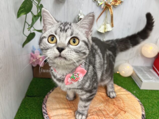 香川県のアメリカンショートヘアー (ワンキャラット アミーゴ高松店/2025年7月7日生まれ/女の子/シルバータビー)の子猫