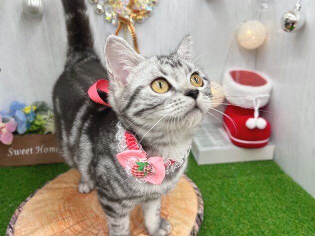 香川県のアメリカンショートヘアー (ワンキャラット アミーゴ高松店/2025年7月7日生まれ/女の子/シルバータビー)の子猫の3枚目の画像