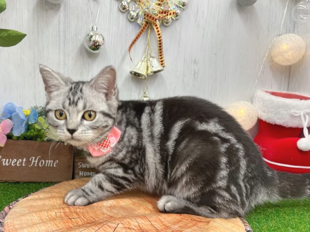 香川県のアメリカンショートヘアー (ワンキャラット アミーゴ高松店/2025年7月7日生まれ/女の子/シルバータビー)の子猫の2枚目の画像