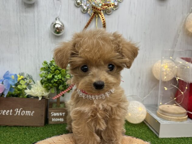 香川県のハーフ犬・ミックス犬 (ワンキャラット アミーゴ高松店/2025年9月11日生まれ/女の子/クリーム)の子犬の2枚目の画像