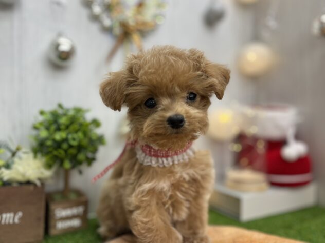 香川県のハーフ犬・ミックス犬 (ワンキャラット アミーゴ高松店/2025年9月11日生まれ/女の子/クリーム)の子犬の3枚目の画像