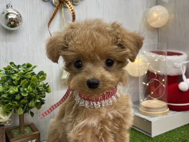 香川県のハーフ犬・ミックス犬 (ワンキャラット アミーゴ高松店/2025年9月11日生まれ/女の子/クリーム)の子犬の1枚目の画像