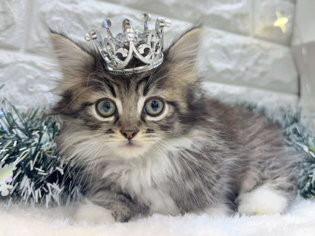 兵庫県のミヌエット (ワンキャラット アミーゴ姫路飾磨店/2025年10月19日生まれ/男の子/ブラウンタビーホワイト)の子猫の2枚目の画像