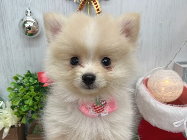 香川県のポメラニアン (ワンキャラット アミーゴ高松店/2025年10月6日生まれ/女の子/クリーム)の子犬の1枚目の画像