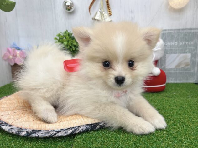 香川県のポメラニアン (ワンキャラット アミーゴ高松店/2025年10月6日生まれ/女の子/クリーム)の子犬の2枚目の画像