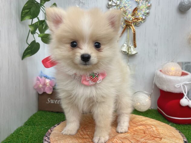 香川県のポメラニアン (ワンキャラット アミーゴ高松店/2025年10月6日生まれ/女の子/クリーム)の子犬の3枚目の画像